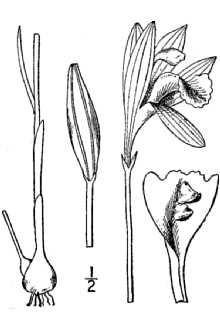 Arethusa bulbosa