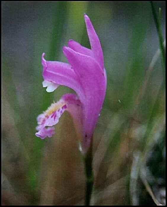 Arethusa bulbosa