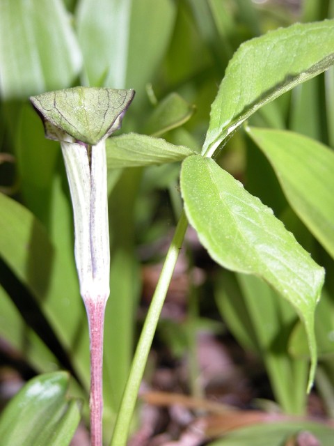 Arisaema triphyllum 