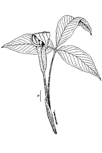 Arisaema triphyllum 