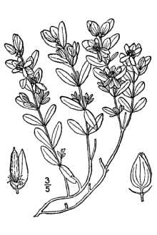Hypericum hypericoides (L.) Crantz ssp. hypericoides 