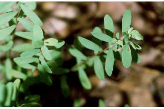 Hypericum hypericoides (L.) Crantz ssp. hypericoides 