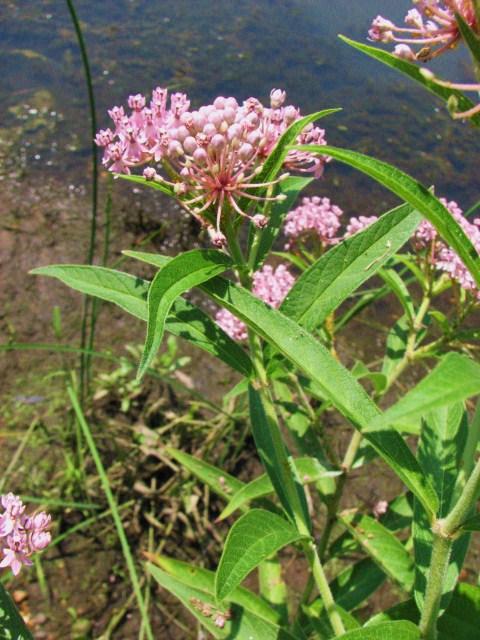 Asclepias incarnata 