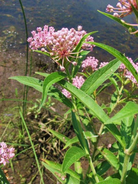 Asclepias incarnata 