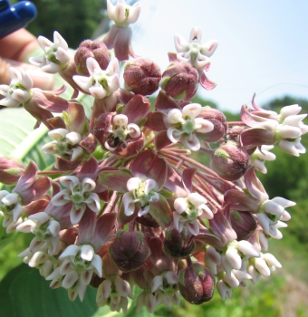 Asclepias syriaca 