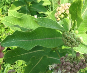 Asclepias syriaca 