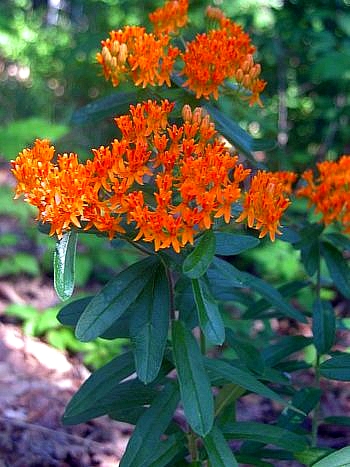 Asclepias tuberosa