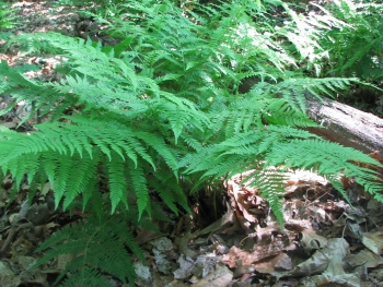 Athyrium filix-femina