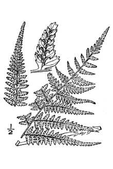 Athyrium filix-femina