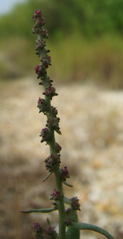 Atriplex patula