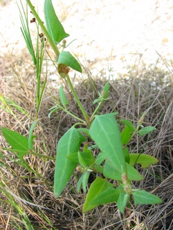 Atriplex patula