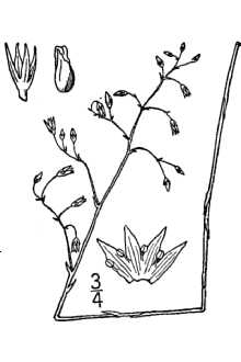 Bartonia paniculata 