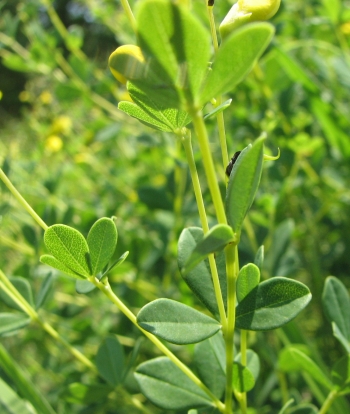 Baptisia tinctoria