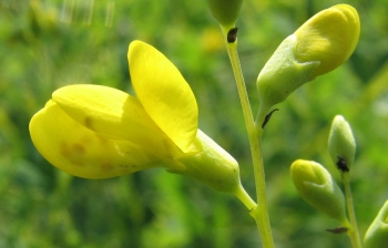 Baptisia tinctoria