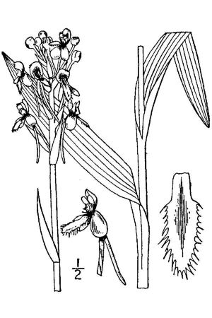 Platanthera blephariglottis