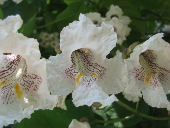 Catalpa bignonioides