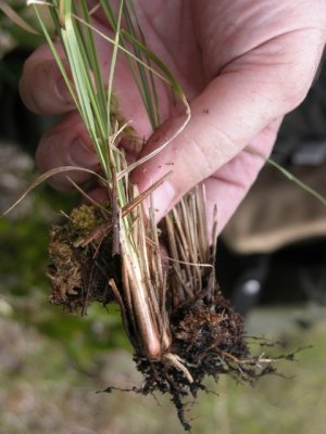 Calamovilfa brevipilus