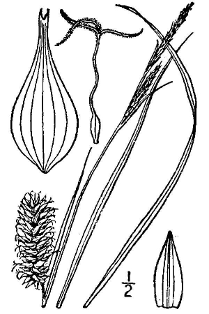 Carex bullata