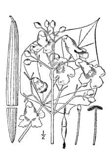 Catalpa bignoniodes