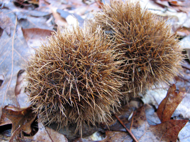 Castanea dentata