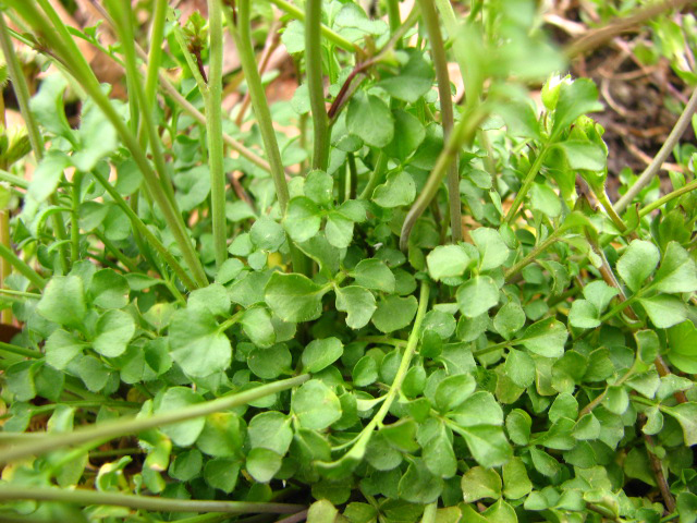 Cardamine hirsuta