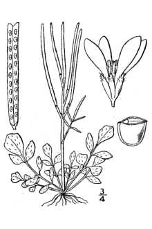 Cardamine hirsuta