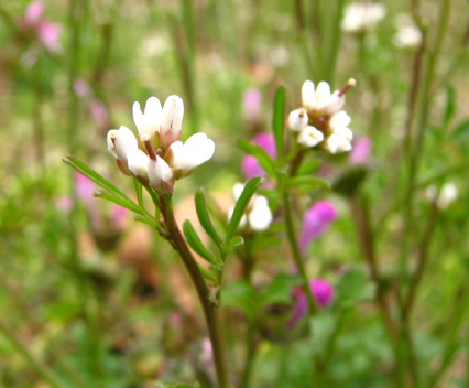 Cardamine hirsuta