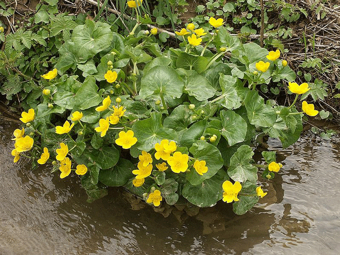 Caltha palustris