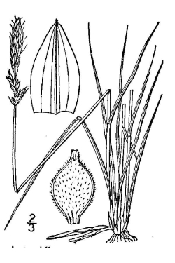 Carex pensylvanica 