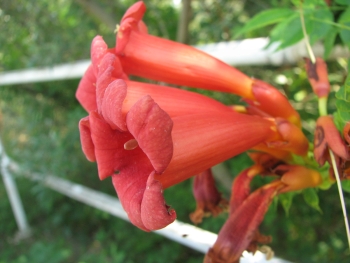 Campsis radicans 