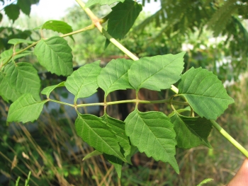 Campsis radicans 