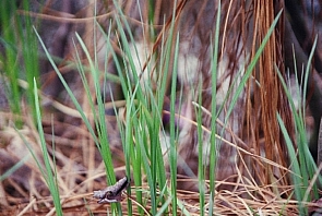 Carex barrattii