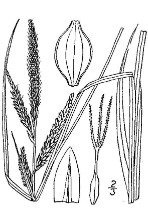 Carex barrattii