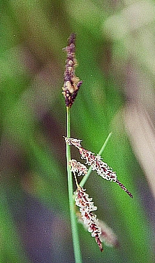 Carex barrattii