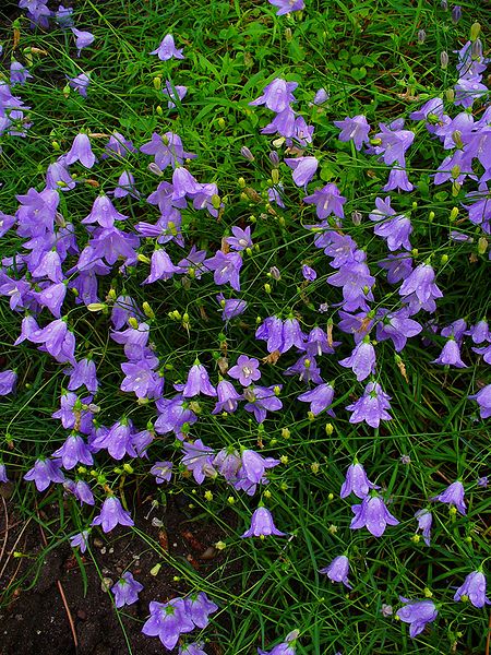 Campanula rotundifolia