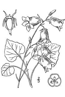 Campanula rotundifolia