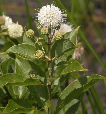 Cephalanthus occidentalis