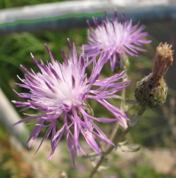 Centaurea stoebe 