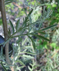 Centaurea stoebe 