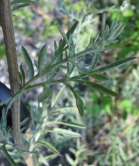 Centaurea stoebe 