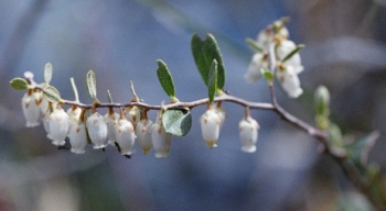 Chamaedaphne calyculata