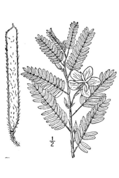 Chamaecristafasciculata