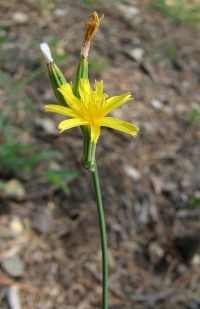 Chondrilla juncea 