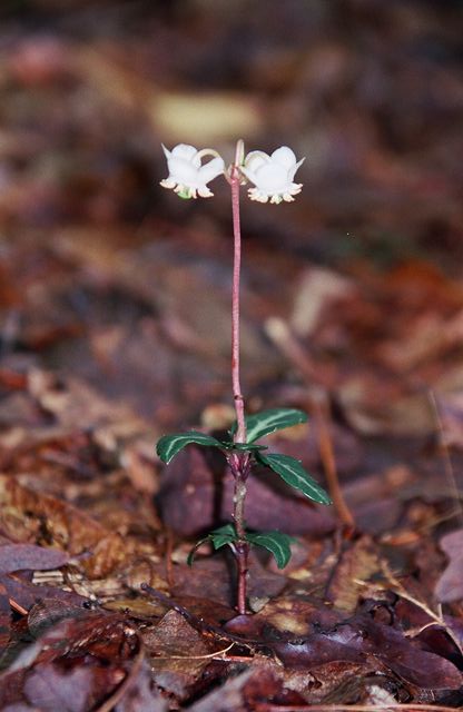 Chimaphila maculata