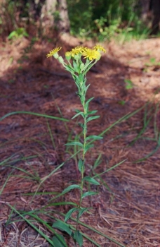 Chrysopsis mariana