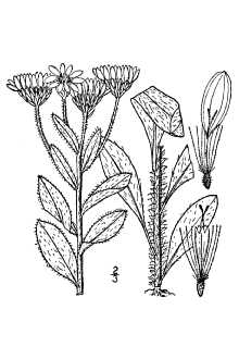 Chrysopsis mariana