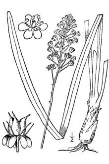 Amianthium muscitoxicum