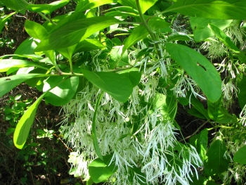 Chionanthus virginicus 