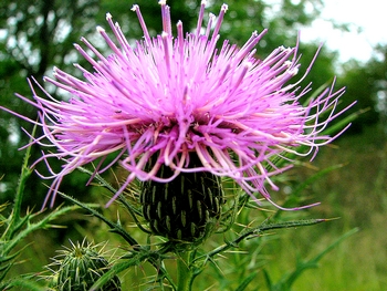 Cirsium discolor