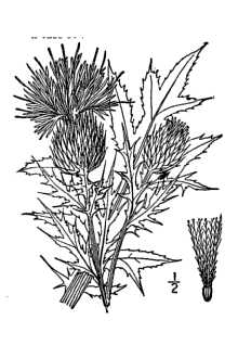 Cirsium discolor